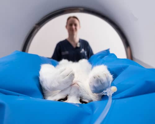 Vet CT-Scanning and Diagnostic Imaging in Wigan