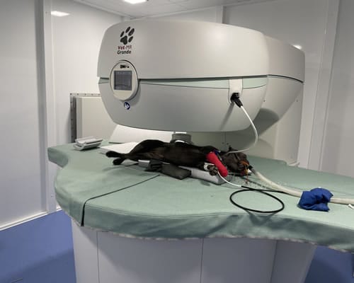 Veterinary MRI