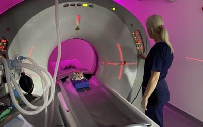 What is the Average Cost of Dog CT Scan in the UK
