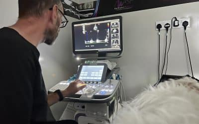 What Can An Ultrasound Detect in Dogs