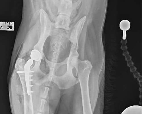 THR surgery for your pet cat and dog: hip surgery in Wigan