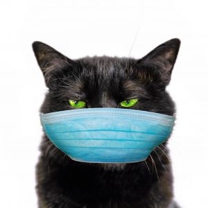 General signs of cat flu