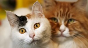 Is There a Difference Between Neutering Male and Female Cats?