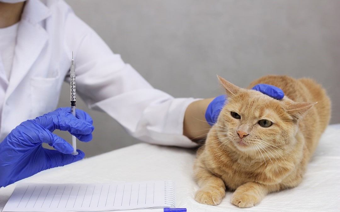 veterinarian who is going to vaccinate a cat