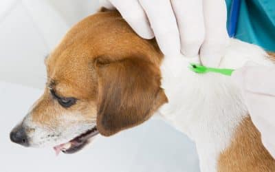 Skin Infection in Dogs