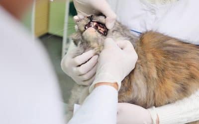 Cat Tooth Infection Symptoms