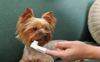 Cleaning Dogs’ Teeth